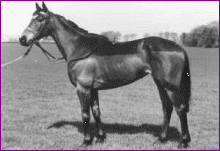 Boroq - MonksGrange Stud