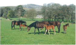 MonksGrange Stud Syndicate - Breeding wining horses for winners