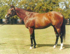 SovietStar - 1984 Bay Colt